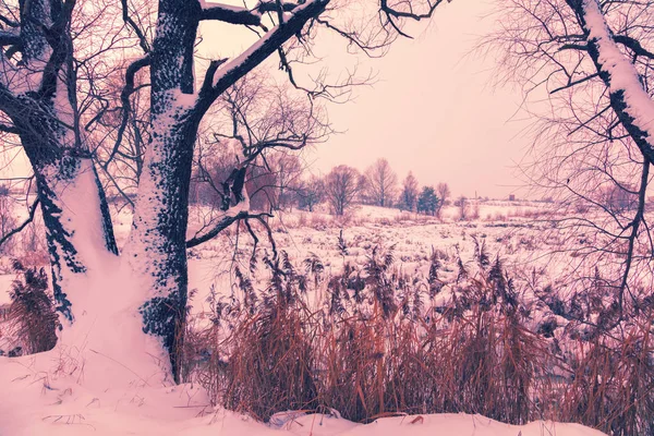 Χιονισμένο Τοπίο Της Υπαίθρου Δέντρο Κοντά Παγωμένη Λίμνη — Φωτογραφία Αρχείου