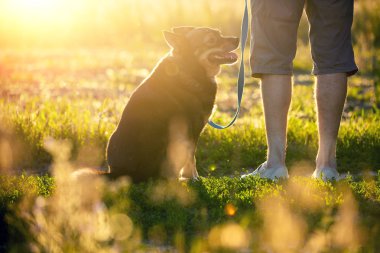 Gün batımında alanındaki bekleyen bir köpek ile yürüyen bir adam. Bir köpek tasmasını tutan ve günbatımı bakan adam