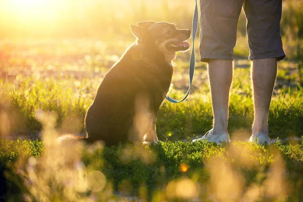 一个男人带着一条狗在日落时站在田野里 那人抱着一只狗拴在皮带上凝视日落 — 图库照片