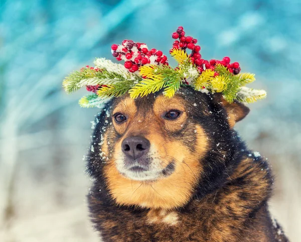 Retrato Perro Coronado Corona Navidad Perro Caminando Nieve Aire Libre —  Fotos de Stock