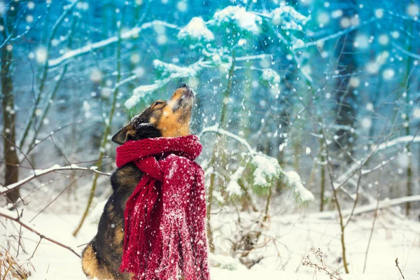 Portrait Dog Knitted Scarf Tied Neck Walking Blizzard Forest Dog — Stock Photo, Image