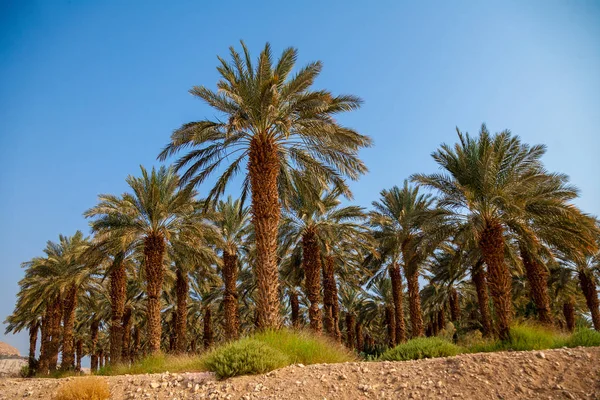 Fecha Palmeras Plantación — Foto de Stock