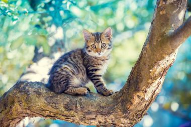 Sevimli kedicik dinlendirici bir bahçe içinde ağaç dal