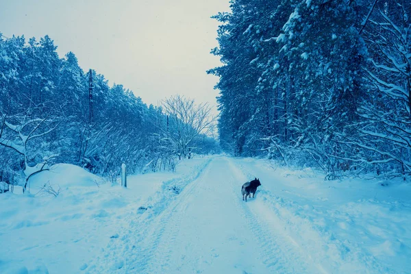 Kırsal Manzara Kışın Karlı Köyde Yürüyen Köpek — Stok fotoğraf