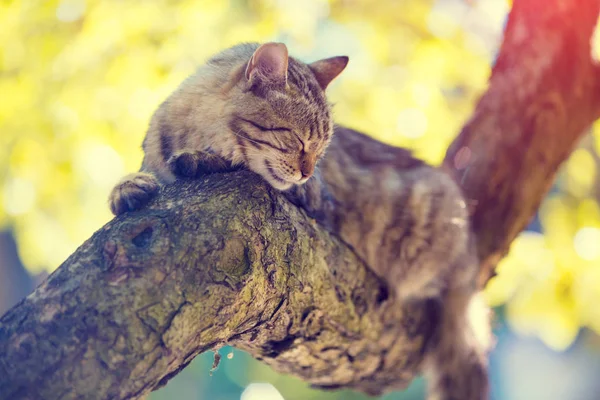 Niedliche Katze Entspannt Sich Auf Einem Ast Eines Baumes Garten — Stockfoto