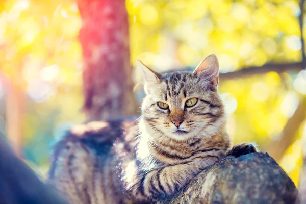 Niedliche Katze Entspannt Sich Auf Einem Ast Eines Baumes Garten — Stockfoto