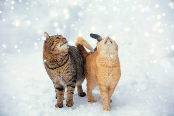 Two Cats Walk Snow Snowfall — Stock Photo, Image