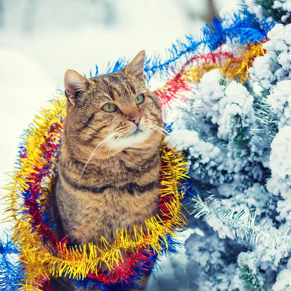 カラフルなクリスマス見掛け倒しに巻き込まれ猫の肖像画 モミの木の近くに屋外の雪の中を歩く猫 — ストック写真