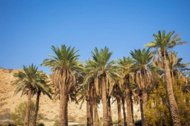 Oasis çölde. Palmiye ağaçları dağ karşı