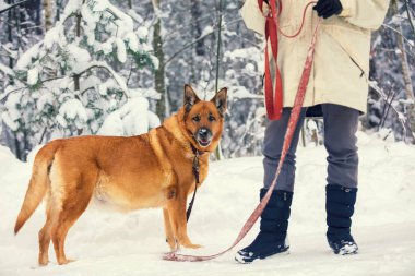 Bir kadın köpek tasma kışın karlı ormanda tutar