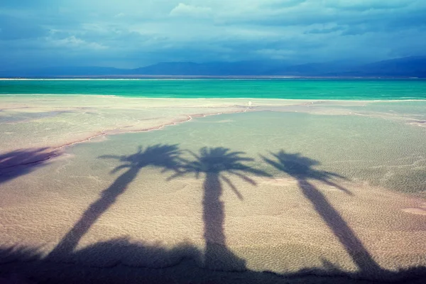 Dead Sea Shore Palm Trees Shadow Salty Seashore Ein Bokek — Stock Photo, Image