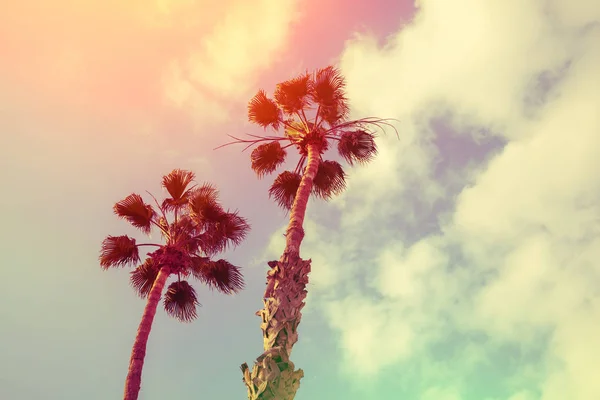 Palm Bomen Tegen Zonsondergang Hemel — Stockfoto