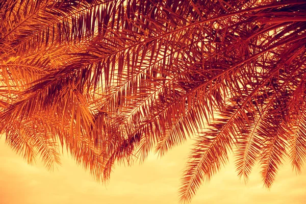 Palm Trees Branches Sky Sunset — Stock Photo, Image
