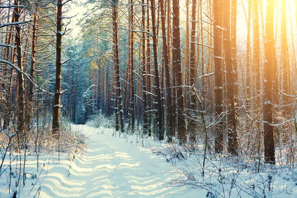 Güneşli Bir Gün Ormanda Çam Karlı — Stok fotoğraf