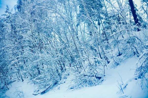Winterliche Schneelandschaft Birken Mit Schnee Bedeckt Auf Dem Hügel — Stockfoto