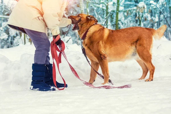 Kvinna Håller Hunden Koppel Vintern Snöig Skog — Stockfoto