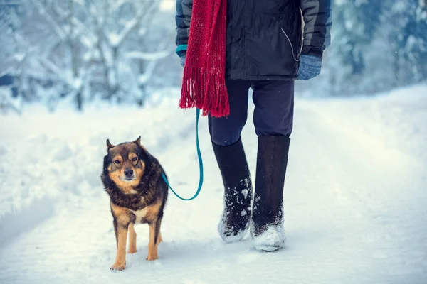 冬に雪国の道路の上を歩いてひもにつないで犬を持つ男 — ストック写真