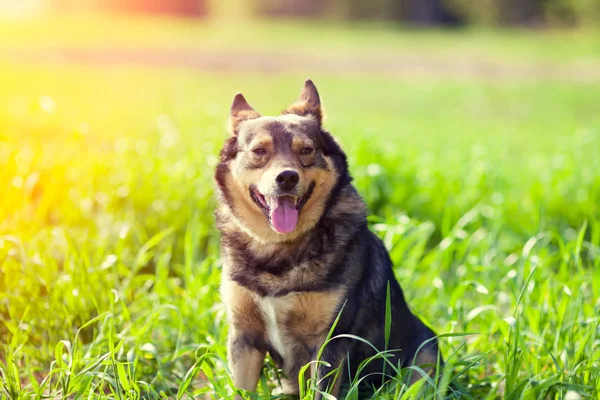 一只狗坐在草地上的肖像 — 图库照片