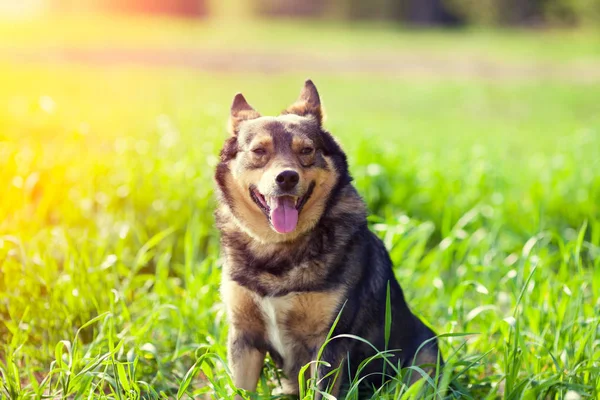 草の上に座っている犬の肖像画 — ストック写真