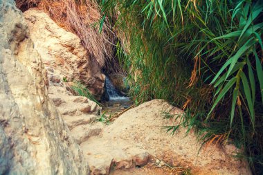 Oasis çölde. Ein Gedi tabiatı. İsrail