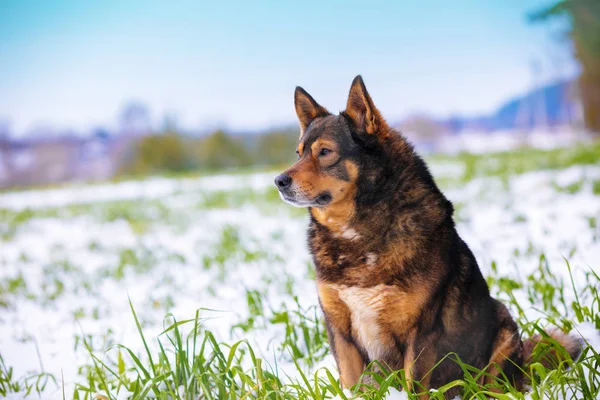 芝のフィールドの上に座って犬の肖像画 フィールドは 冬の最初の雪で覆われています フィールドを見て犬 — ストック写真