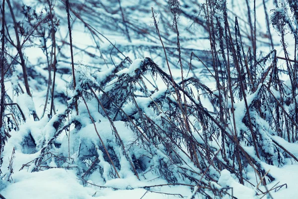 Grama Seca Coberta Neve Campo Inverno — Fotografia de Stock