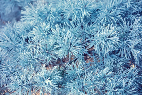 Pine Branches Covered Rime Natural Winter Background Winter Nature Snowy — Stock Photo, Image