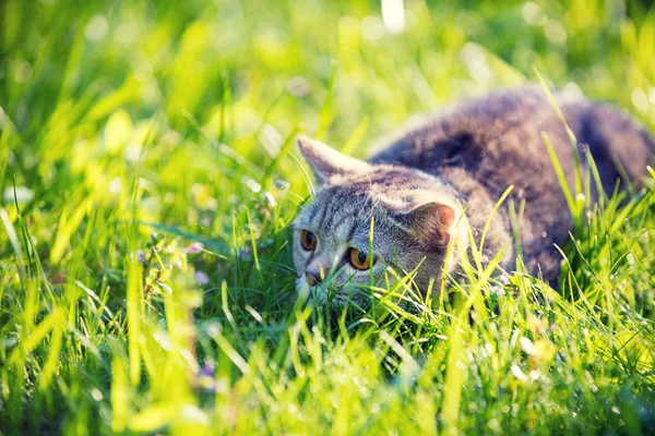 Gato Bonito Com Olhos Laranja Encontra Grama Gramado Verde Gato — Fotografia de Stock