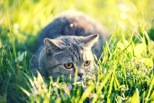 Lindo Gato Con Ojos Anaranjados Yace Hierba Césped Verde Gato — Foto de Stock
