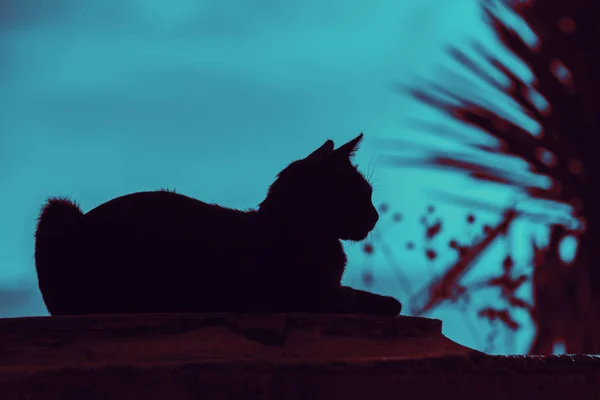 Silhouet Van Een Kat Nacht Buiten Liggen Buurt Van Palmboom — Stockfoto