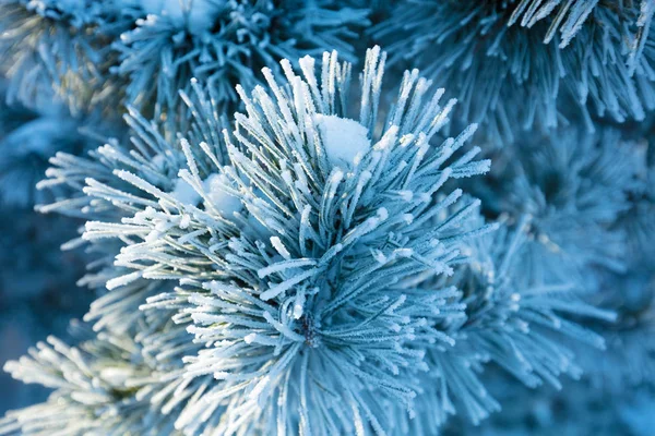 Kiefernzweige Mit Reim Bedeckt Natürlicher Winterhintergrund Winternatur Verschneiter Wald Weihnachtlicher — Stockfoto