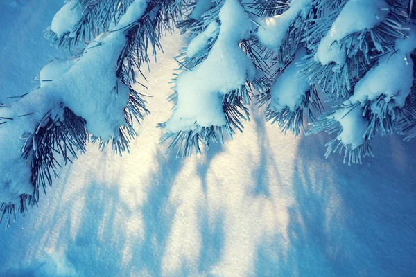 Κλαδιά Πεύκου Καλυμμένα Χιόνι Φυσικό Χειμερινό Υπόβαθρο Χειμερινή Φύση Χιονισμένο — Φωτογραφία Αρχείου