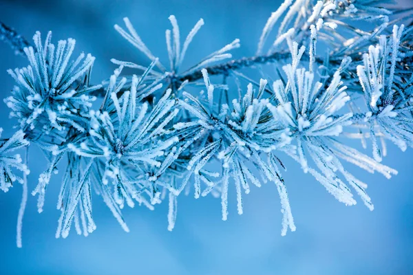 Kiefernzweige Mit Reim Bedeckt Natürlicher Winterhintergrund Winternatur Verschneiter Wald Weihnachtlicher — Stockfoto