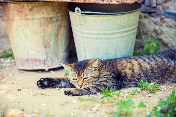 Gato Deitado Livre Perto Baldes — Fotografia de Stock