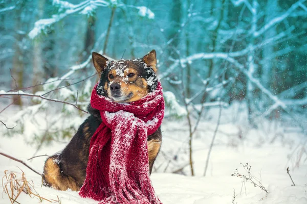 Portrait Dog Knitted Scarf Tied Neck Walking Blizzard Forest — Stock Photo, Image