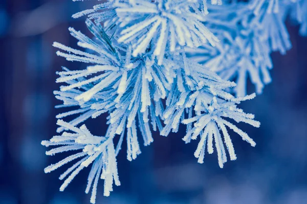 Pine Κλαδιά Καλυμμένα Rime Φυσικό Χειμώνα Φόντο Φύση Χειμώνα Χιονισμένο — Φωτογραφία Αρχείου