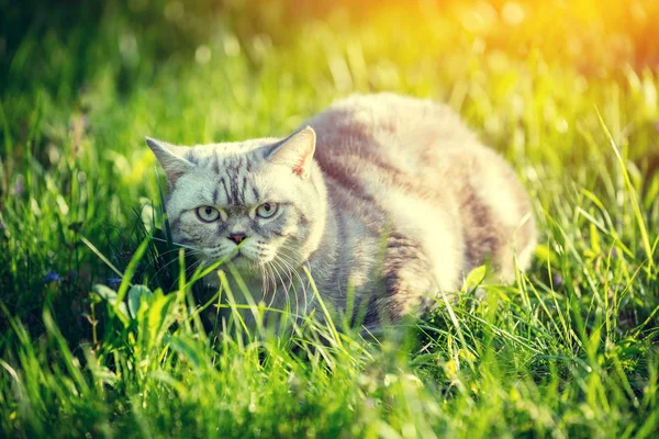 Летом Кошка Лежит Зеленой Траве — стоковое фото