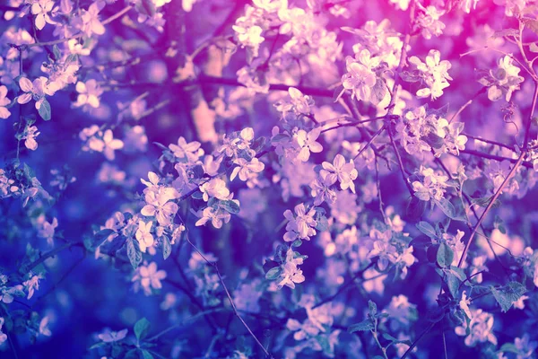 日の出でビンテージ花桜の木の枝をピンクします 春の自然な背景 — ストック写真