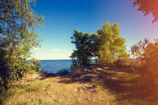 Красива Природа Узбережжя Дерева Узбережжя Балтійського Моря — стокове фото