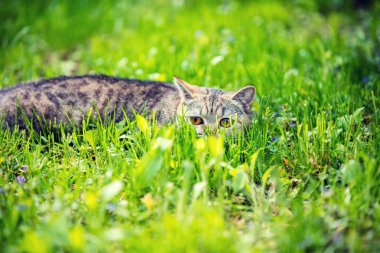 Yaz aylarında çim yeşil çim üzerinde saklanıyor kedi