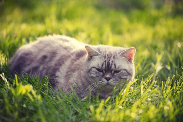 Adult Cat Lying Grass Garden Summer — Stock Photo, Image