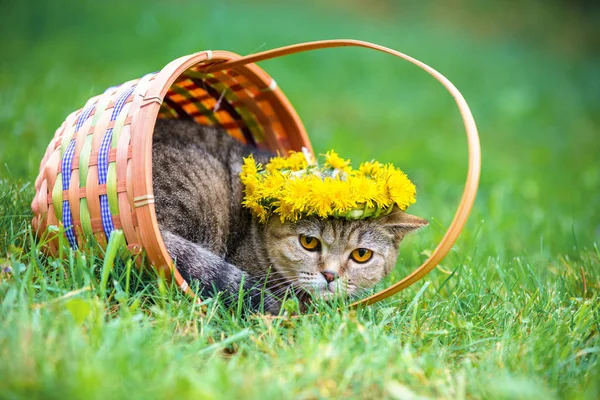 Retrato Gato Sentado Cesto Grama Coroado Com Capacete Dente Leão — Fotografia de Stock