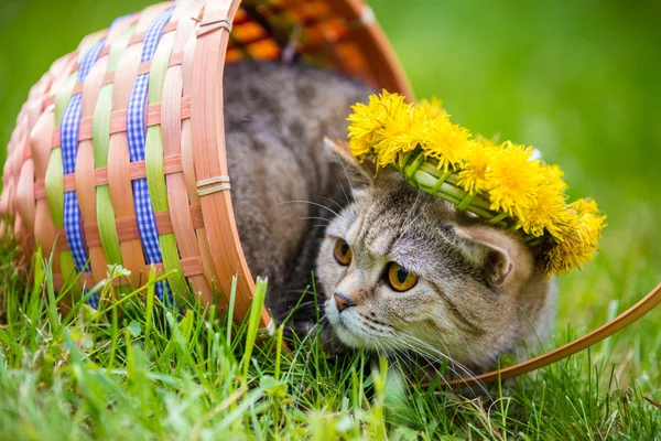 Porträtt Katten Sitter Korg Gräset Krönt Med Maskros Halsband Sommartid — Stockfoto