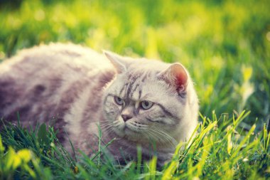 Yetişkin kedi yaz aylarında bahçede çim üzerinde yalan