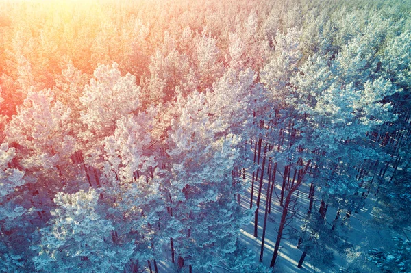 Kiefernwald Winter Einem Sonnigen Tag Tanne Mit Reim Bedeckt Luftbild — Stockfoto