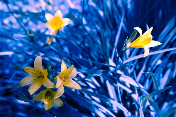 Vintage Lily Dzikie Kwiaty Naturalne Podłoże — Zdjęcie stockowe