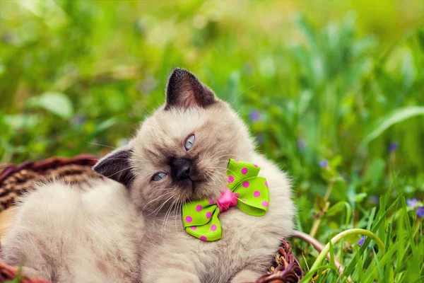 Kleines Kätzchen Mit Fliege Liegt Einem Korb Auf Dem Gras — Stockfoto