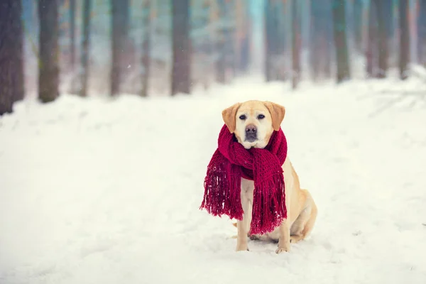 穿着针织红围巾的狗拉布拉多猎犬在冬季雪林户外坐着 — 图库照片