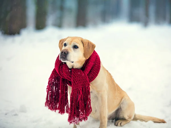 Собака Лабрадор Ретривер Носить Вязаный Красный Шарф Сидя Открытом Воздухе — стоковое фото