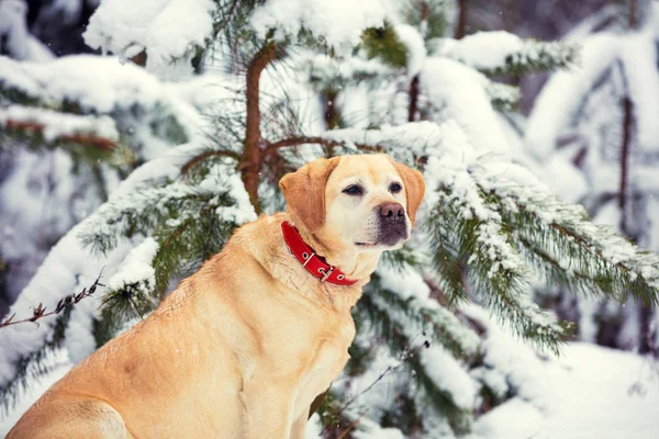 Pes Labrador Retriever Sedící Venku Zimě Zasněženém Lese Poblíž Borovice — Stock fotografie